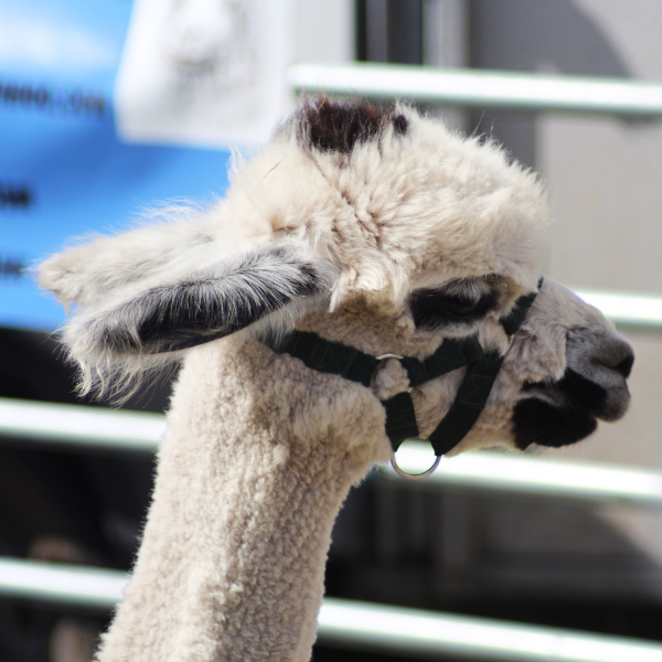 Knightley Alpaca Trekking